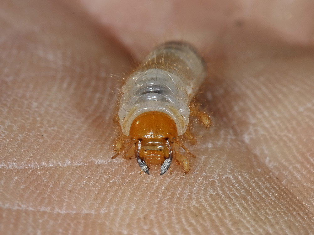 Calathus erratus? no, C. ambiguus - con larva
